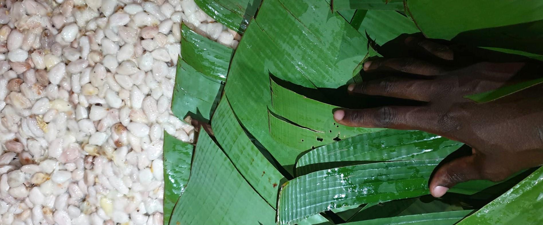 cacao beans fermentation