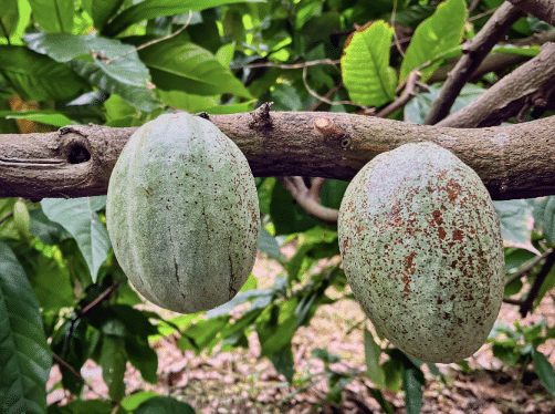 Silva Cacao - Dominican Republic - Taíno 'Solimon'