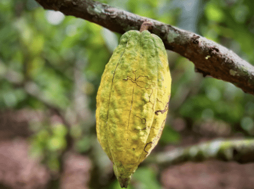 Tamana 'La Jaguita'