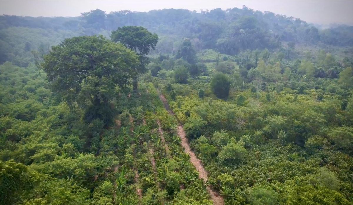 SILVA CACAO - Key Insights, Takeaways and Best Practices for EUDR Compliance