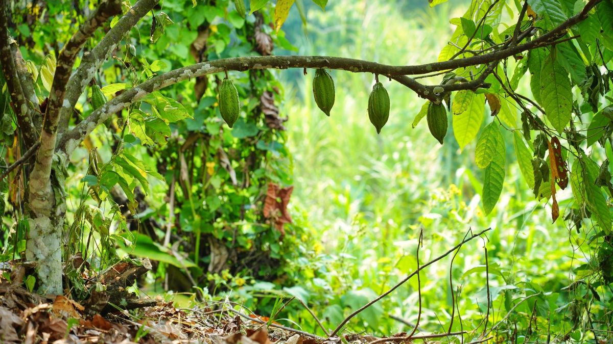 SILVA CACAO - Key Insights, Takeaways and Best Practices for EUDR Compliance