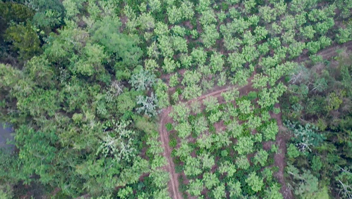 SILVA CACAO - Key Insights, Takeaways and Best Practices for EUDR Compliance